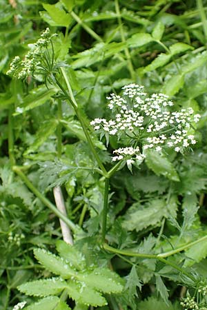 Berula erecta \ Aufrechte Bach-Berle, Aufrechter Merk / Lesser Water Parsnip, F Sturzelbronn 27.7.2017