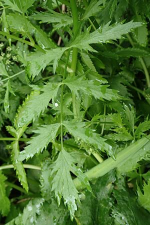 Berula erecta \ Aufrechte Bach-Berle, Aufrechter Merk / Lesser Water Parsnip, F Sturzelbronn 27.7.2017