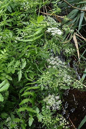 Berula erecta \ Aufrechte Bach-Berle, Aufrechter Merk / Lesser Water Parsnip, F Sturzelbronn 27.7.2017