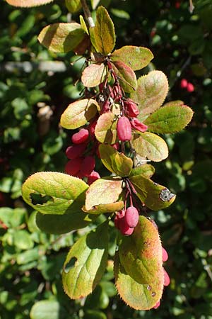 Berberis vulgaris \ Berberitze, Sauerdorn / Barberry, F Elsass/Alsace, Westhalten 24.9.2021