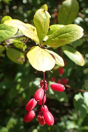 Berberis vulgaris \ Berberitze, Sauerdorn / Barberry, F Elsass/Alsace, Westhalten 24.9.2021