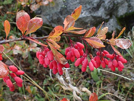 Berberis vulgaris \ Berberitze, Sauerdorn / Barberry, F Bonneval-sur-Arc 6.10.2021