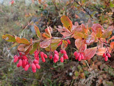 Berberis vulgaris \ Berberitze, Sauerdorn / Barberry, F Bonneval-sur-Arc 6.10.2021