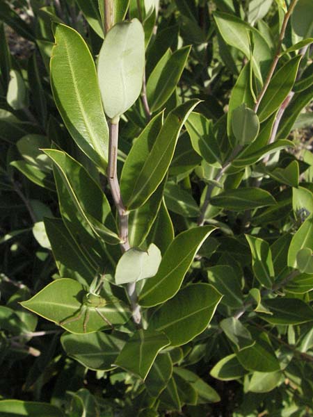 Bupleurum fruticosum \ Strauchiges Hasenohr / Shrubby Hare's Ear, F Les Baux 10.6.2006