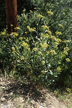 Bupleurum fruticosum \ Strauchiges Hasenohr / Shrubby Hare's Ear, F Pyren&auml;en/Pyrenees, Molitg-les-Bains 23.7.2018