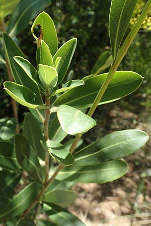 Bupleurum fruticosum \ Strauchiges Hasenohr / Shrubby Hare's Ear, F Pyren&auml;en/Pyrenees, Molitg-les-Bains 23.7.2018