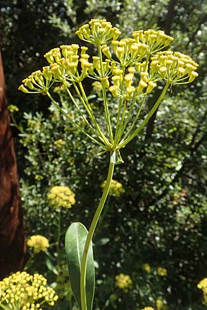 Bupleurum fruticosum \ Strauchiges Hasenohr / Shrubby Hare's Ear, F Pyren&auml;en/Pyrenees, Molitg-les-Bains 23.7.2018