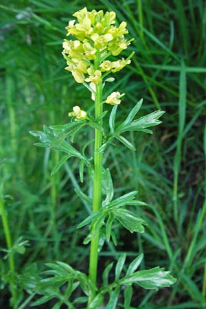 Barbarea intermedia \ Mittleres Barbarakraut / Medium-Flowered Winter Cress, F Mont Aigoual 8.6.2006