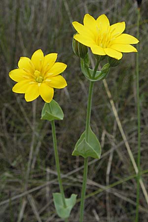 Blackstonia perfoliata \ Bitterling / Yellow-Wort, F Camargue 13.5.2007