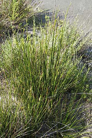 Juncus maritimus \ Strand-Binse / Sea Rush, F Stes. Maries 26.5.2009