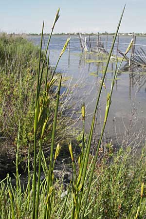 Juncus maritimus \ Strand-Binse / Sea Rush, F Stes. Maries 26.5.2009