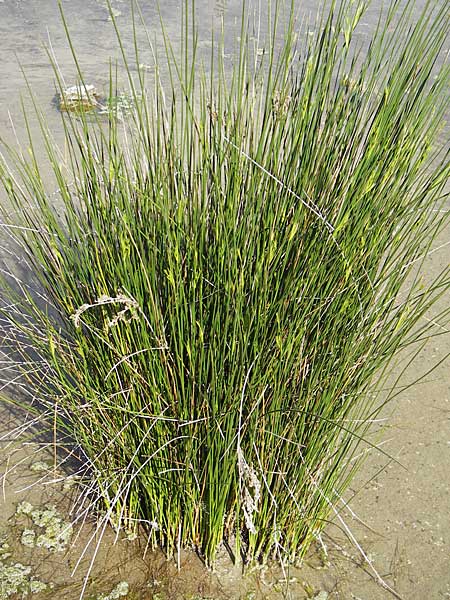 Juncus maritimus \ Strand-Binse / Sea Rush, F Stes. Maries 26.5.2009