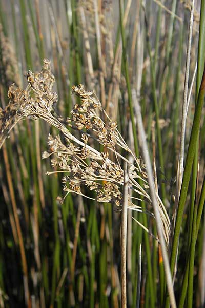 Juncus maritimus \ Strand-Binse / Sea Rush, F Stes. Maries 26.5.2009