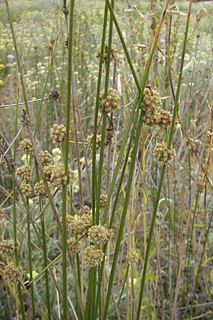 Scirpoides holoschoenus \ Kugelbinse / Round-Headed Club-Rush, F Sète 5.6.2009