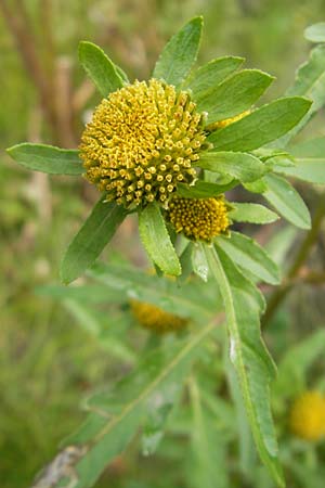 Bidens radiata \ Strahliger Zweizahn / Beggartick, F Sundgau 6.10.2009