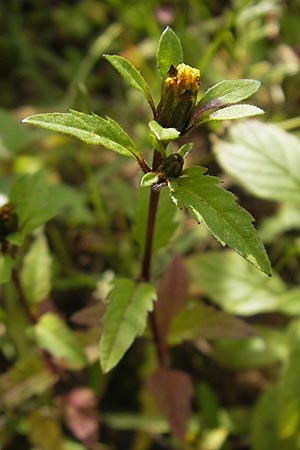 Bidens tripartita \ Dreiteiliger Zweizahn / Trifid Beggartick, F Bitche 4.9.2010