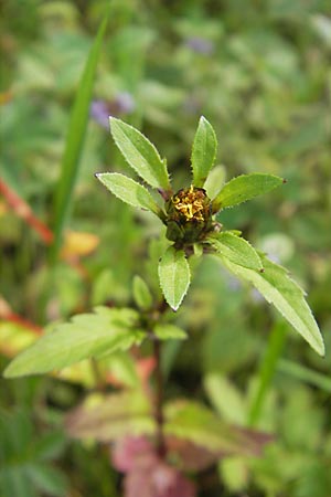 Bidens tripartita \ Dreiteiliger Zweizahn / Trifid Beggartick, F Bitche 4.9.2010