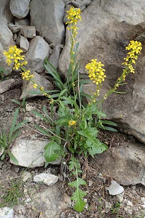 Sisymbrium austriacum \ sterreicher Rauke / Austrian Rocket, F Col de la Bonette 8.7.2016