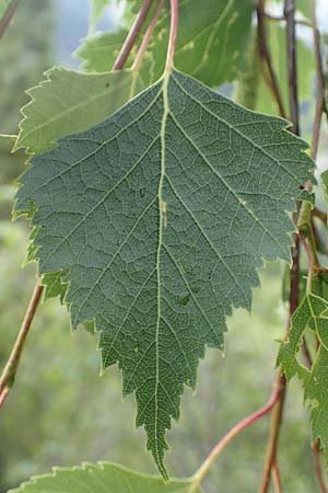 Betula pendula \ Gewhnliche Birke, Hnge-Birke / Silver Birch, F Pyrenäen/Pyrenees, Canigou 24.7.2018