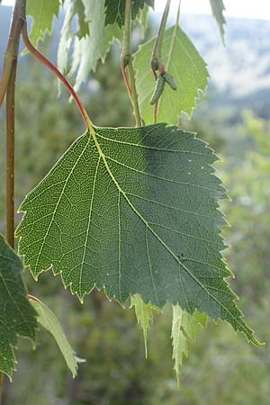 Betula pendula \ Gewhnliche Birke, Hnge-Birke / Silver Birch, F Pyrenäen/Pyrenees, Canigou 24.7.2018