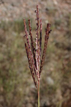 Bothriochloa ischoemum \ Gewhnliches Bartgras / Bluestem, F Maures, La Garde Freinet 8.10.2021