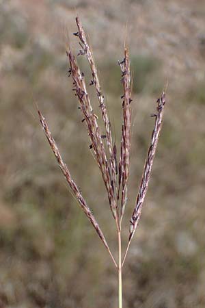 Bothriochloa ischoemum \ Gewhnliches Bartgras / Bluestem, F Maures, La Garde Freinet 8.10.2021