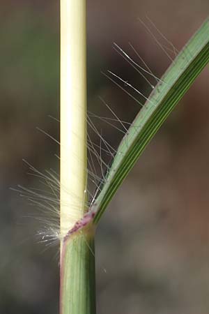 Bothriochloa ischoemum \ Gewhnliches Bartgras / Bluestem, F Maures, La Garde Freinet 8.10.2021