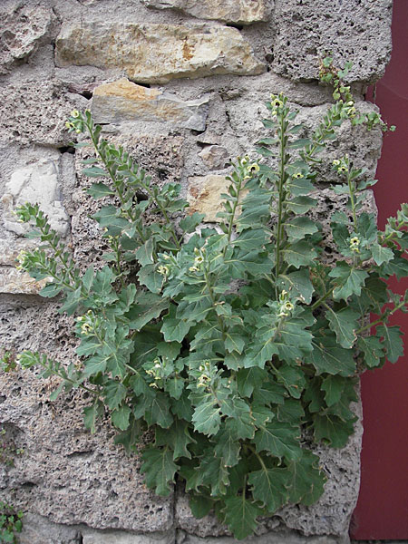 Hyoscyamus albus \ Wei&szlig;es Bilsenkraut / Round-Leaved Henbane, F Saint-Guilhem-le-Desert 1.6.2009