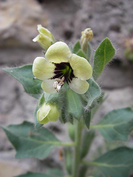 Hyoscyamus albus \ Wei&szlig;es Bilsenkraut / Round-Leaved Henbane, F Saint-Guilhem-le-Desert 1.6.2009