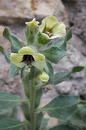 Hyoscyamus albus \ Wei&szlig;es Bilsenkraut / Round-Leaved Henbane, F Saint-Guilhem-le-Desert 1.6.2009