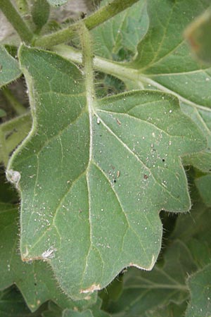 Hyoscyamus albus \ Wei&szlig;es Bilsenkraut / Round-Leaved Henbane, F Saint-Guilhem-le-Desert 1.6.2009