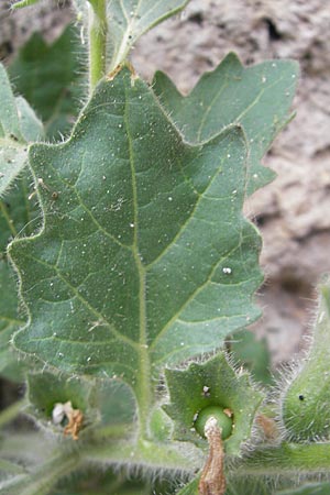 Hyoscyamus albus \ Wei&szlig;es Bilsenkraut / Round-Leaved Henbane, F Saint-Guilhem-le-Desert 1.6.2009