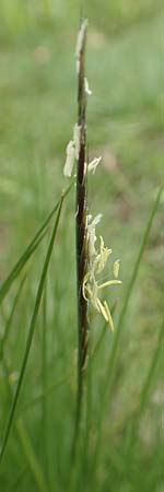 Nardus stricta \ Borst-Gras / Mat Grass, F Vogesen/Vosges, Grand Ballon 18.6.2019