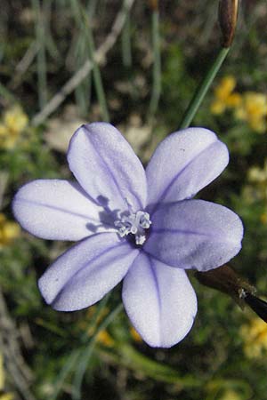 Aphyllanthes monspeliensis \ Binsenlilie / Blue Aphyllanthes, F Causse du Larzac 7.6.2006
