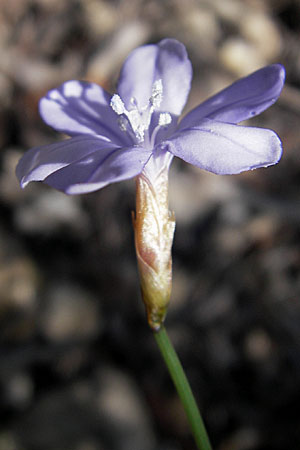 Aphyllanthes monspeliensis \ Binsenlilie / Blue Aphyllanthes, F Saint-Guilhem-le-Desert 1.6.2009