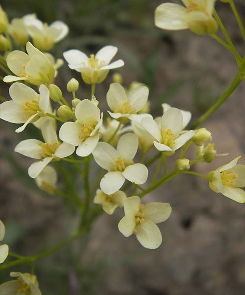 Biscutella laevigata \ Gewhnliches Brillenschtchen / Buckler Mustard, F Col de la Bonette 8.7.2016