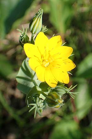 Blackstonia perfoliata \ Bitterling / Yellow-Wort, F Gambsheim 5.6.2018