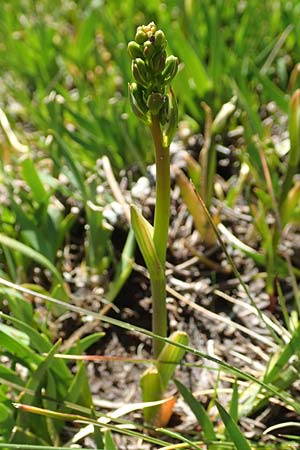 Narthecium ossifragum \ Beinbrech / Bog Asphodel, F Pyrenäen/Pyrenees, Mont Louis 3.8.2018