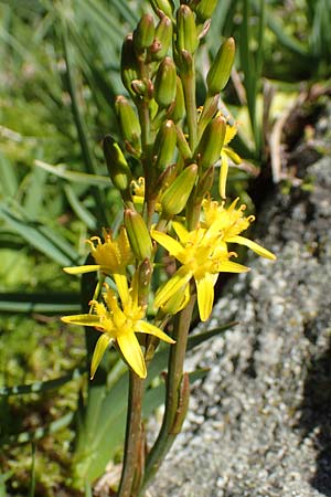 Narthecium ossifragum \ Beinbrech / Bog Asphodel, F Pyrenäen/Pyrenees, Mont Louis 3.8.2018