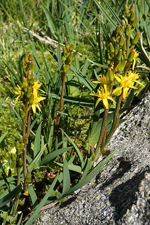 Narthecium ossifragum \ Beinbrech / Bog Asphodel, F Pyrenäen/Pyrenees, Mont Louis 3.8.2018
