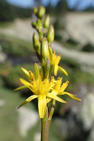 Narthecium ossifragum \ Beinbrech / Bog Asphodel, F Pyrenäen/Pyrenees, Mont Louis 3.8.2018