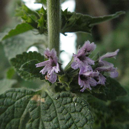 Ballota nigra subsp. meridionalis \ Stinkende Schwarznessel / Black Ballota, F Les Baux 10.6.2006