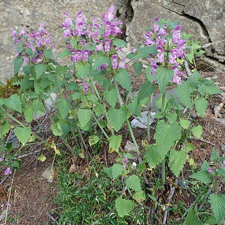 Lamium maculatum \ Gefleckte Taubnessel / Spotted Dead-Nettle, F Col de la Cayolle 9.7.2016