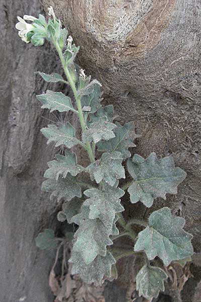Hyoscyamus albus \ Wei&szlig;es Bilsenkraut / Round-Leaved Henbane, F Collioure 11.8.2006