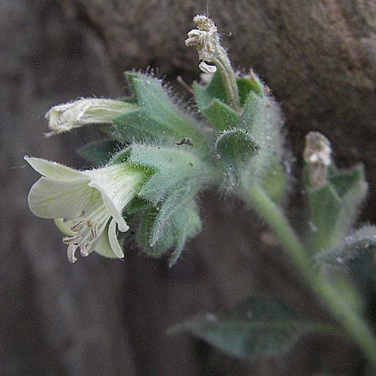 Hyoscyamus albus \ Wei&szlig;es Bilsenkraut / Round-Leaved Henbane, F Collioure 11.8.2006
