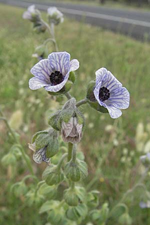 Cynoglossum creticum \ Kretische Hundszunge / Cretan Hound's-Tongue, F Camargue 13.5.2007