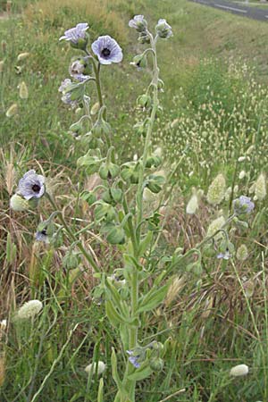 Cynoglossum creticum \ Kretische Hundszunge / Cretan Hound's-Tongue, F Camargue 13.5.2007