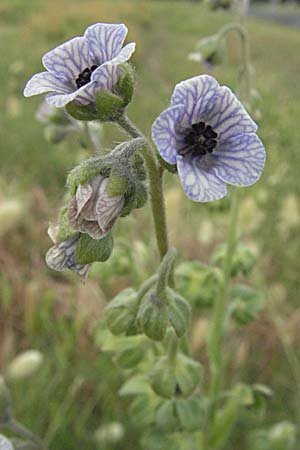 Cynoglossum creticum \ Kretische Hundszunge / Cretan Hound's-Tongue, F Camargue 13.5.2007