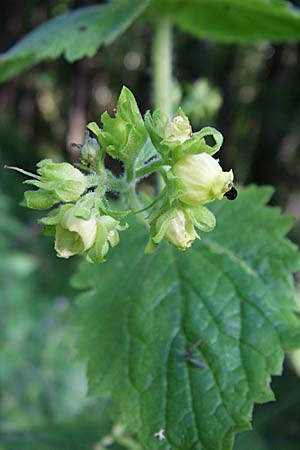 Scrophularia vernalis \ Frhlings-Braunwurz / Yellow Figwort, F Vogesen/Vosges, Ruine Freundstein 21.6.2008