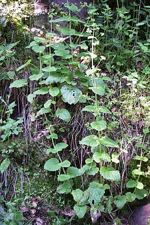 Scrophularia vernalis \ Frhlings-Braunwurz / Yellow Figwort, F Vogesen/Vosges, Ruine Freundstein 21.6.2008